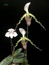 Paphiopedilum parishii var dianthum 